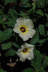 Cuban Buttercup (Turnera trioniflora) at Lakeshore Garden Centres