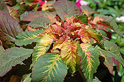 Illumination Amaranthus (Amaranthus 'Illumination') at Lakeshore Garden Centres