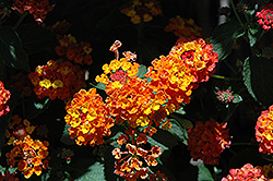 South Beach Compact Coral Lantana (Lantana camara 'South Beach Compact Coral') at Lakeshore Garden Centres