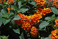 South Beach Compact Mango Lantana (Lantana camara 'South Beach Compact Mango') at Lakeshore Garden Centres