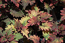 Smallwood Driveway Coleus (Solenostemon scutellarioides 'Smallwood Driveway') at Lakeshore Garden Centres