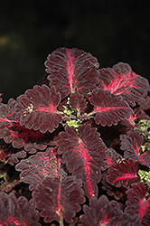 Black Dragon Coleus (Solenostemon scutellarioides 'Black Dragon') at Lakeshore Garden Centres