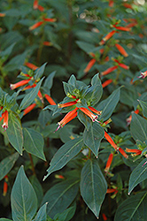 David Verity Firecracker Plant (Cuphea 'David Verity') at Lakeshore Garden Centres