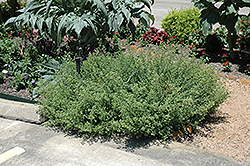 Mexican Oregano (Lippia graveolens) at Lakeshore Garden Centres