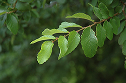 Cedar Elm (Ulmus crassifolia) at Lakeshore Garden Centres