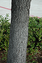 Escarpment Live Oak (Quercus fusiformis) at Lakeshore Garden Centres