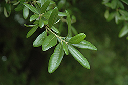 Escarpment Live Oak (Quercus fusiformis) at Lakeshore Garden Centres