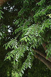 Drake Elm (Ulmus parvifolia 'Drake') at A Very Successful Garden Center