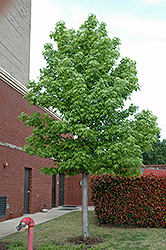 Happidaze Sweet Gum (Liquidambar styraciflua 'Hapdell') at Lakeshore Garden Centres