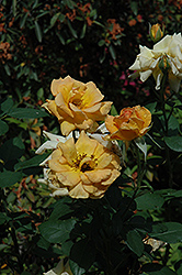 Ebby Halliday Rose (Rosa 'Ebby Halliday') at Lakeshore Garden Centres