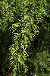 Crystal Falls Deodar Cedar (Cedrus deodara 'Crystal Falls') at Lakeshore Garden Centres