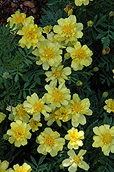 Alumia Vanilla Cream Marigold (Tagetes patula 'Alumia Vanilla Cream') at Lakeshore Garden Centres
