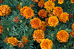 Alumia Flame Marigold (Tagetes patula 'Alumia Flame') at A Very Successful Garden Center