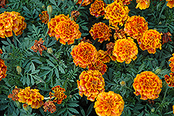 Alumia Flame Marigold (Tagetes patula 'Alumia Flame') at Lakeshore Garden Centres