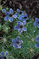 Curiosity Spanish Love-In-A-Mist (Nigella hispanica 'Curiosity') at Lakeshore Garden Centres
