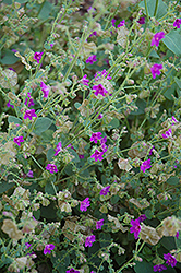 Exotic Dreams Four O'Clock (Mirabilis viscosa 'Exotic Dreams') at Lakeshore Garden Centres