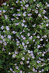 Atlas Lavender Bacopa (Sutera cordata 'Atlas Lavender') at Lakeshore Garden Centres