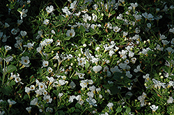 Atlas White Bacopa (Sutera cordata 'Atlas White') at Lakeshore Garden Centres