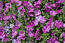Picobella Light Lavender Petunia (Petunia 'Picobella Light Lavender') at Lakeshore Garden Centres