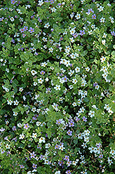 Fuseables Utopia Bacopa (Sutera cordata 'Fuseables Utopia') at Lakeshore Garden Centres