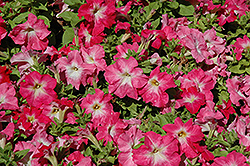 Limbo GP Salmon Morn Petunia (Petunia 'Limbo GP Salmon Morn') at Lakeshore Garden Centres