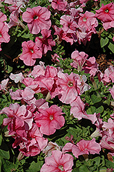 Limbo GP Peach Petunia (Petunia 'Limbo GP Peach') at Lakeshore Garden Centres