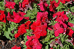 Limbo GP Red Petunia (Petunia 'Limbo GP Red') at Lakeshore Garden Centres