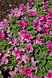 Limbo GP Rose Vein Petunia (Petunia 'Limbo GP Rose Vein') at Lakeshore Garden Centres