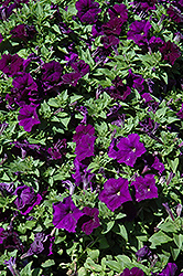 Mambo Blue Petunia (Petunia 'Mambo Blue') at Lakeshore Garden Centres