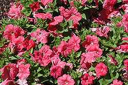 Mambo GP Salmon Petunia (Petunia 'Mambo GP Salmon') at Lakeshore Garden Centres