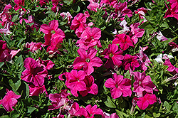 EZ Rider Deep Pink Petunia (Petunia 'EZ Rider Deep Pink') at Lakeshore Garden Centres