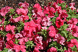 Limbo GP Salmon Petunia (Petunia 'Limbo GP Salmon') at Lakeshore Garden Centres