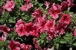 Limbo GP Red Vein Petunia (Petunia 'Limbo GP Red Vein') at Lakeshore Garden Centres