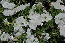 Limbo White Petunia (Petunia 'Limbo White') at Lakeshore Garden Centres