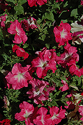 Dreams Coral Morn Petunia (Petunia 'Dreams Coral Morn') at Lakeshore Garden Centres