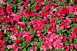 EZ Rider Deep Salmon Petunia (Petunia 'EZ Rider Deep Salmon') at Lakeshore Garden Centres