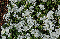 EZ Rider White Petunia (Petunia 'EZ Rider White') at Lakeshore Garden Centres