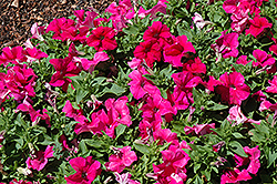 EZ Rider Rose Petunia (Petunia 'EZ Rider Rose') at Lakeshore Garden Centres