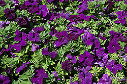 EZ Rider Blue Petunia (Petunia 'EZ Rider Blue') at Lakeshore Garden Centres