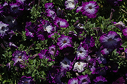 Merlin Blue Morn Petunia (Petunia 'Merlin Blue Morn') at Lakeshore Garden Centres