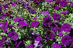 Lambada Blue Petunia (Petunia 'Lambada Blue') at Lakeshore Garden Centres