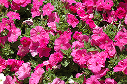 Lambada Pink Petunia (Petunia 'Lambada Pink') at Lakeshore Garden Centres