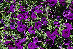 Celebrity Blue Petunia (Petunia 'Celebrity Blue') at Lakeshore Garden Centres