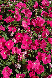 Celebrity Pink Petunia (Petunia 'Celebrity Pink') at Lakeshore Garden Centres