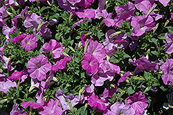 Celebrity Lilac Petunia (Petunia 'Celebrity Lilac') at Lakeshore Garden Centres
