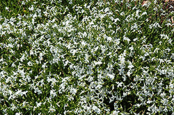 Techno White Lobelia (Lobelia erinus 'Techno White') at Mainescape Nursery