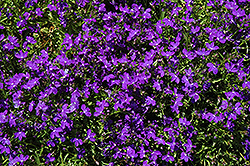 Magadi Basket Dark Blue Lobelia (Lobelia erinus 'Magadi Basket Dark Blue') at Lakeshore Garden Centres
