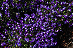 Blue with Eye Palace Lobelia (Lobelia erinus 'Blue with Eye Palace') at Lakeshore Garden Centres