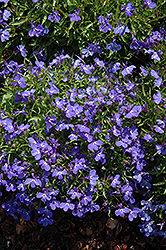 Sky Blue Palace Lobelia (Lobelia erinus 'Sky Blue Palace') at Lakeshore Garden Centres