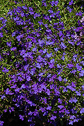 Blue Palace Lobelia (Lobelia erinus 'Blue Palace') at Lakeshore Garden Centres